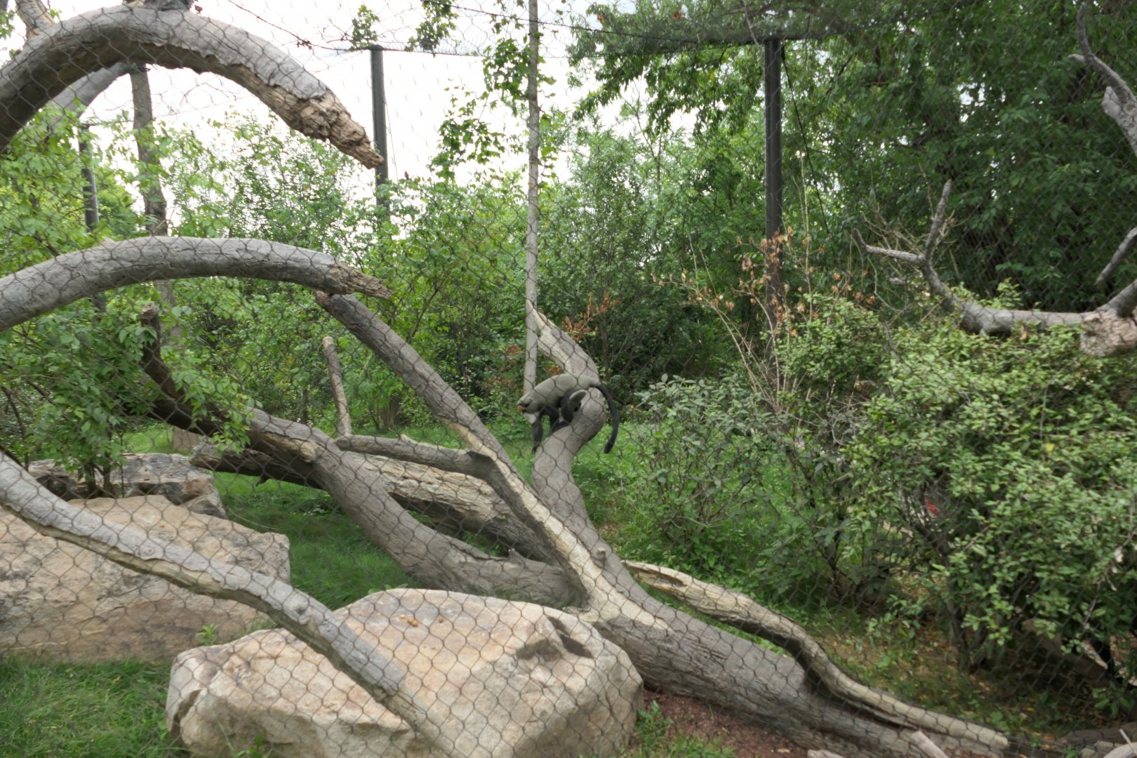 Leopard Forest - Debrazza Monkey Habitat