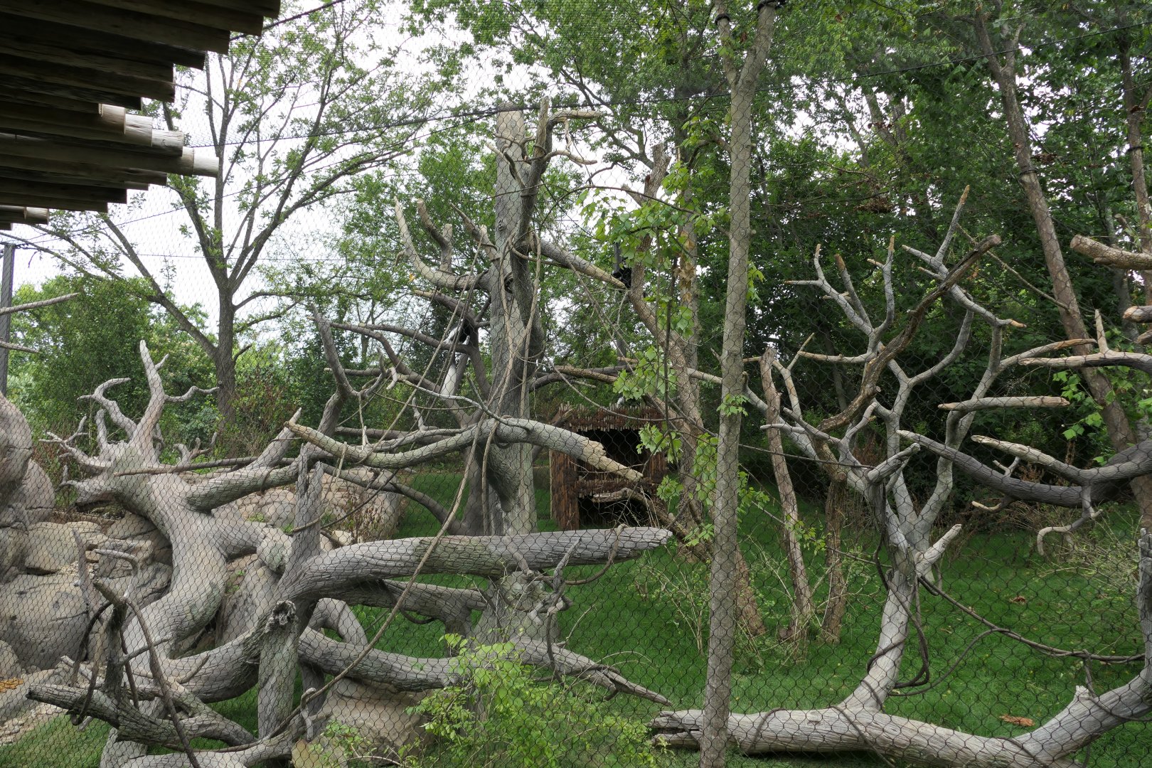 Leopard Forest - Mantled Guereza Habitat