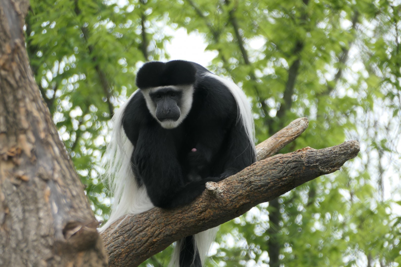 Leopard Forest - Mantled guereza