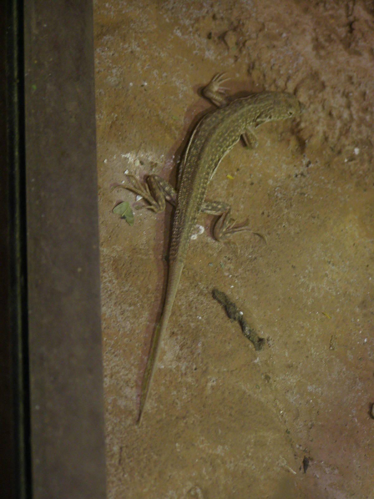 leopard fringe-fingered lizard (Acanthodactylus pardalis)