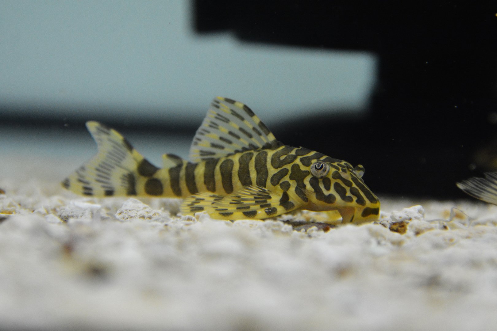 Leopard frog pleco (Peckoltia compta "L134")