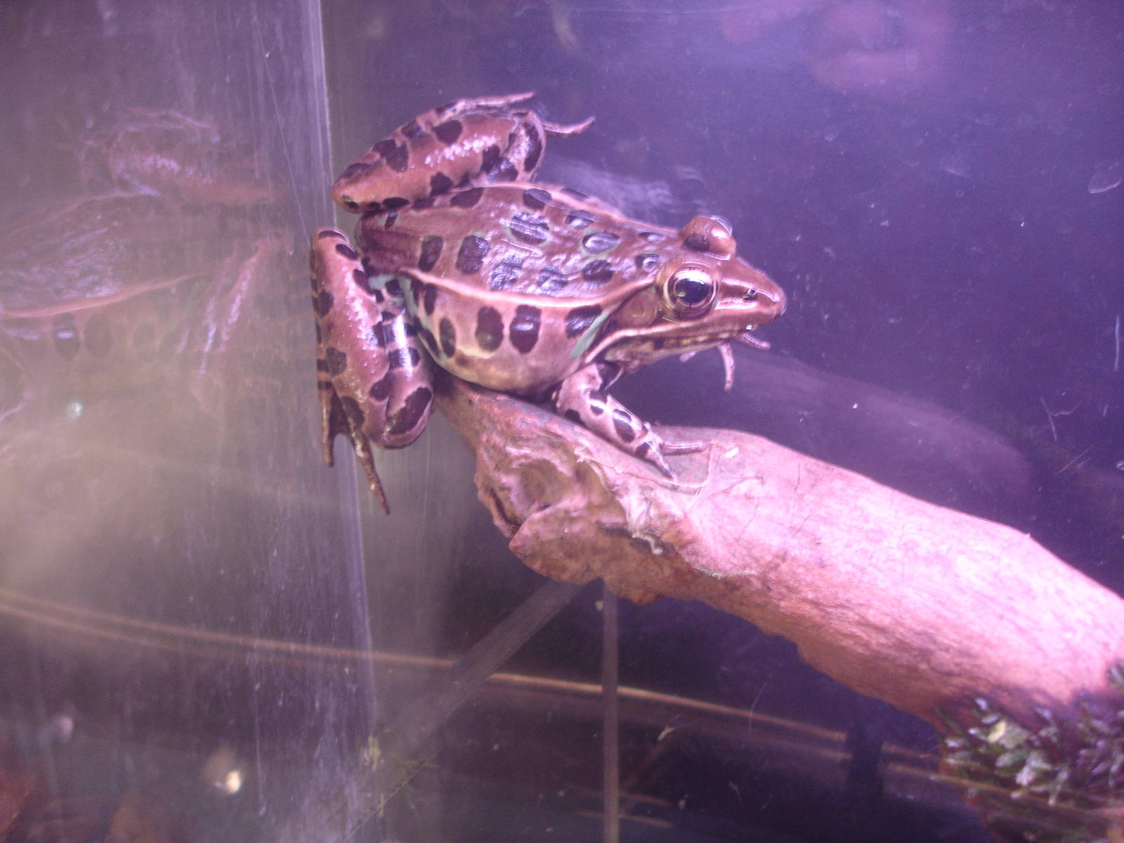 Leopard Frog