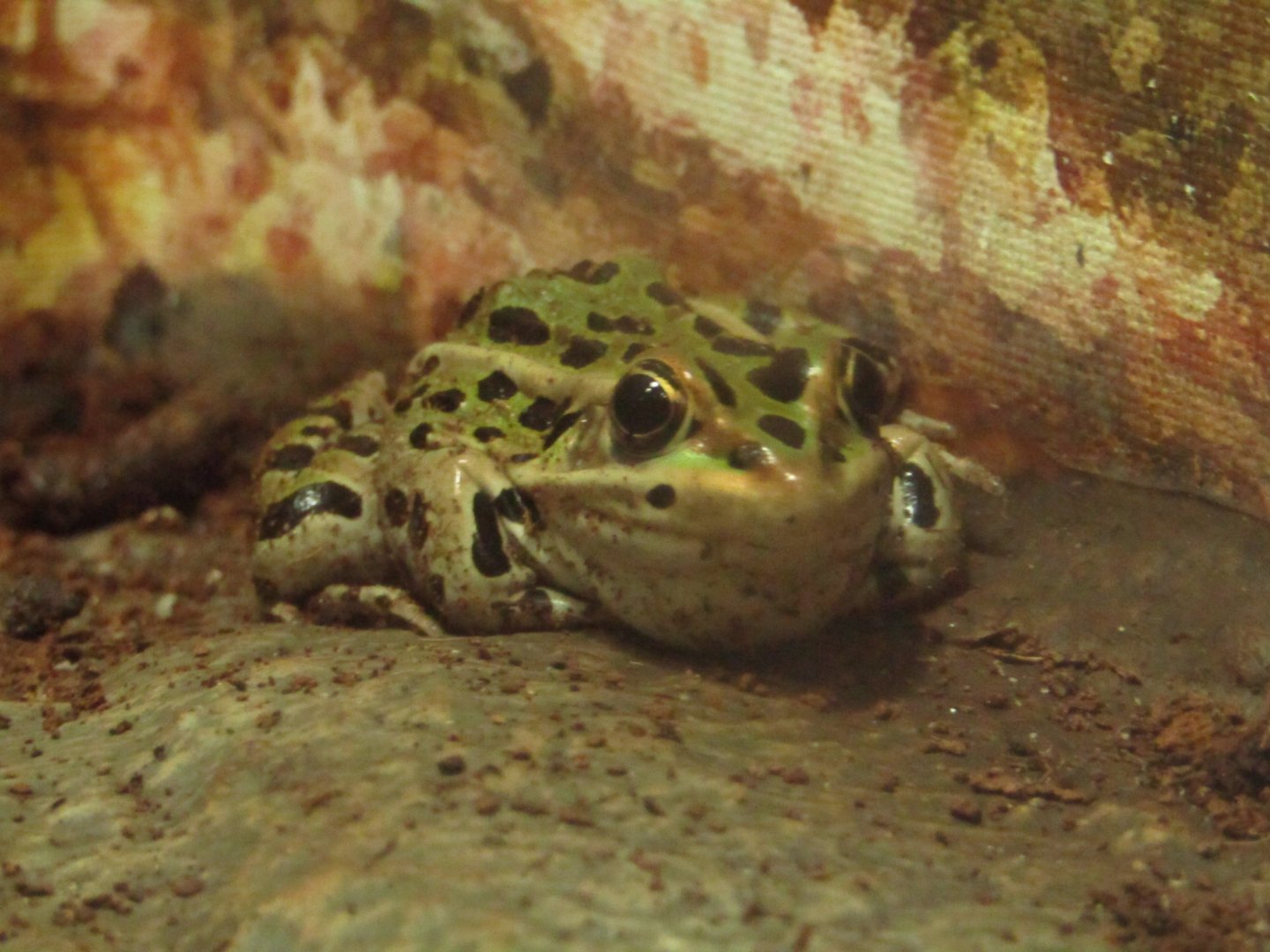 Leopard Frog