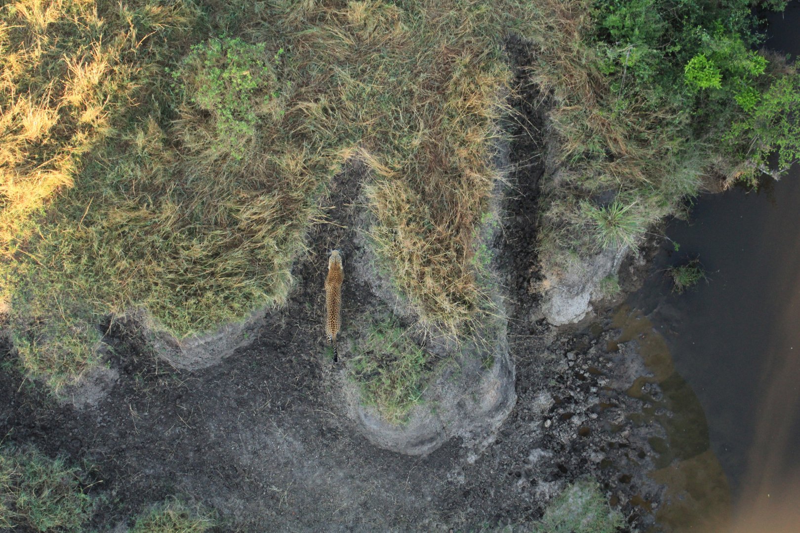 Leopard from Ballon - Masai Mara (September 2018)