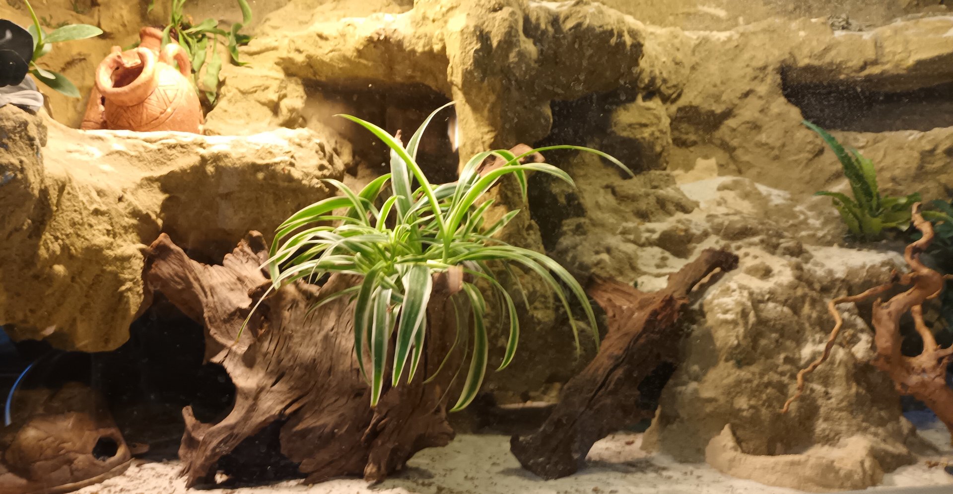 Leopard Gecko and Algerian orange tailed Skink Habitat