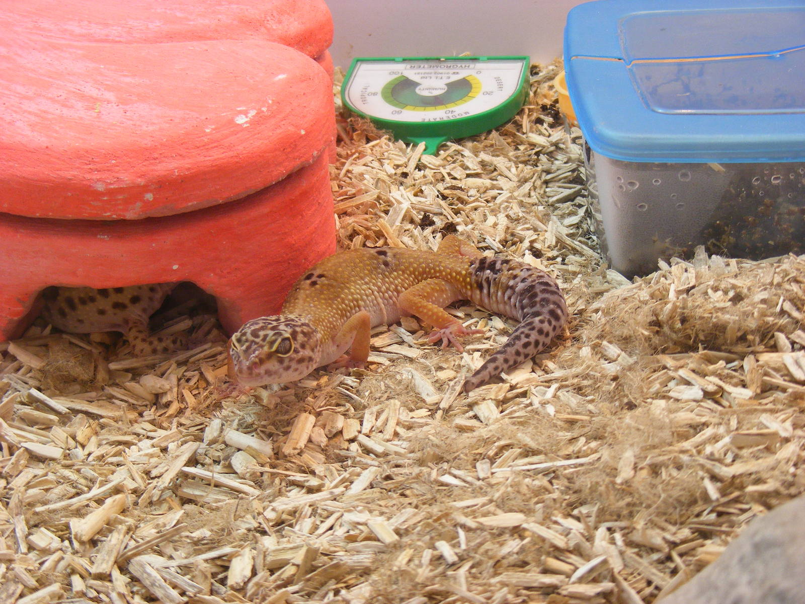 Leopard gecko at Auchingarrich Wildlife Centre, 20 May 2010