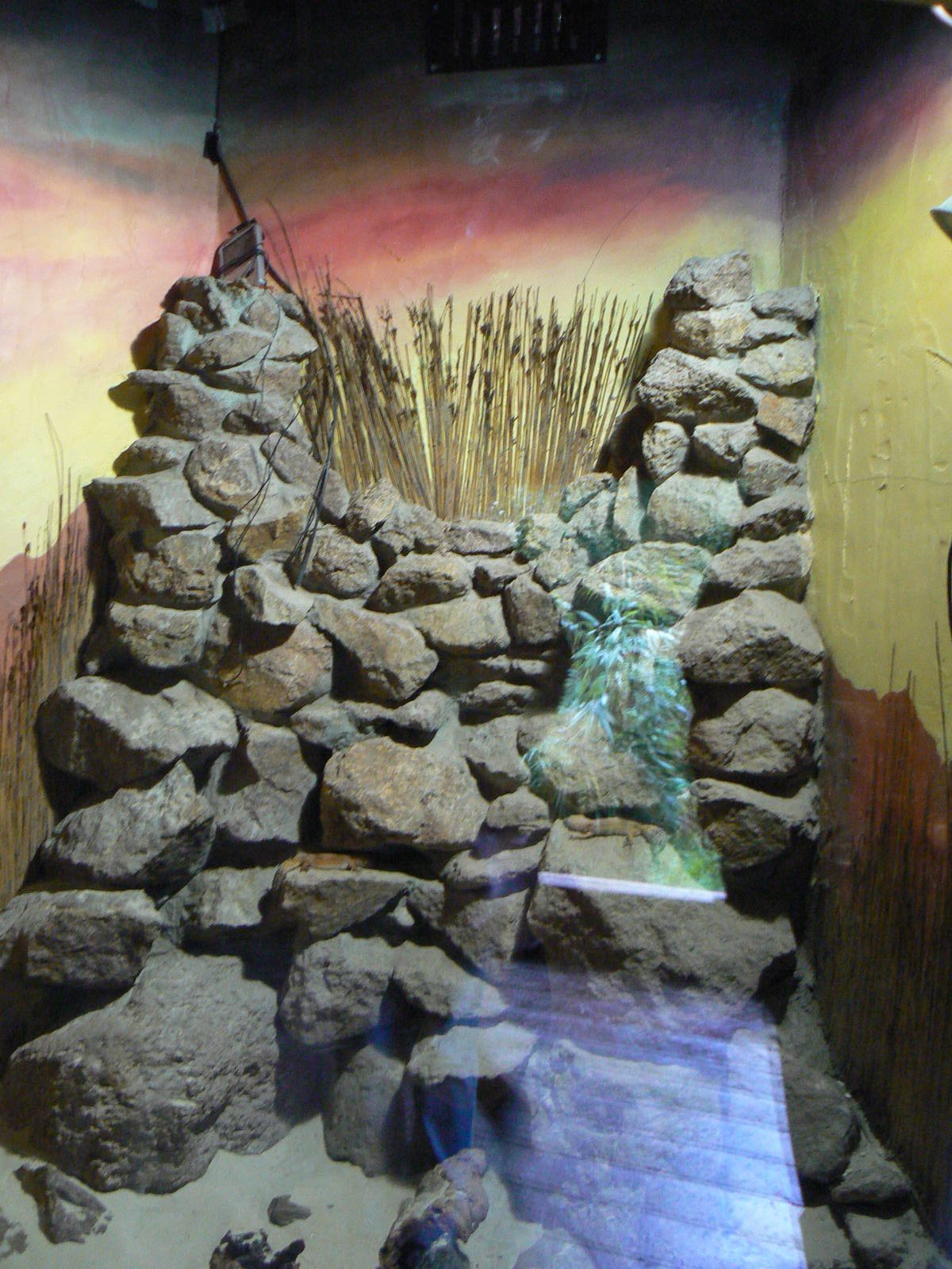 Leopard Gecko Enclosure