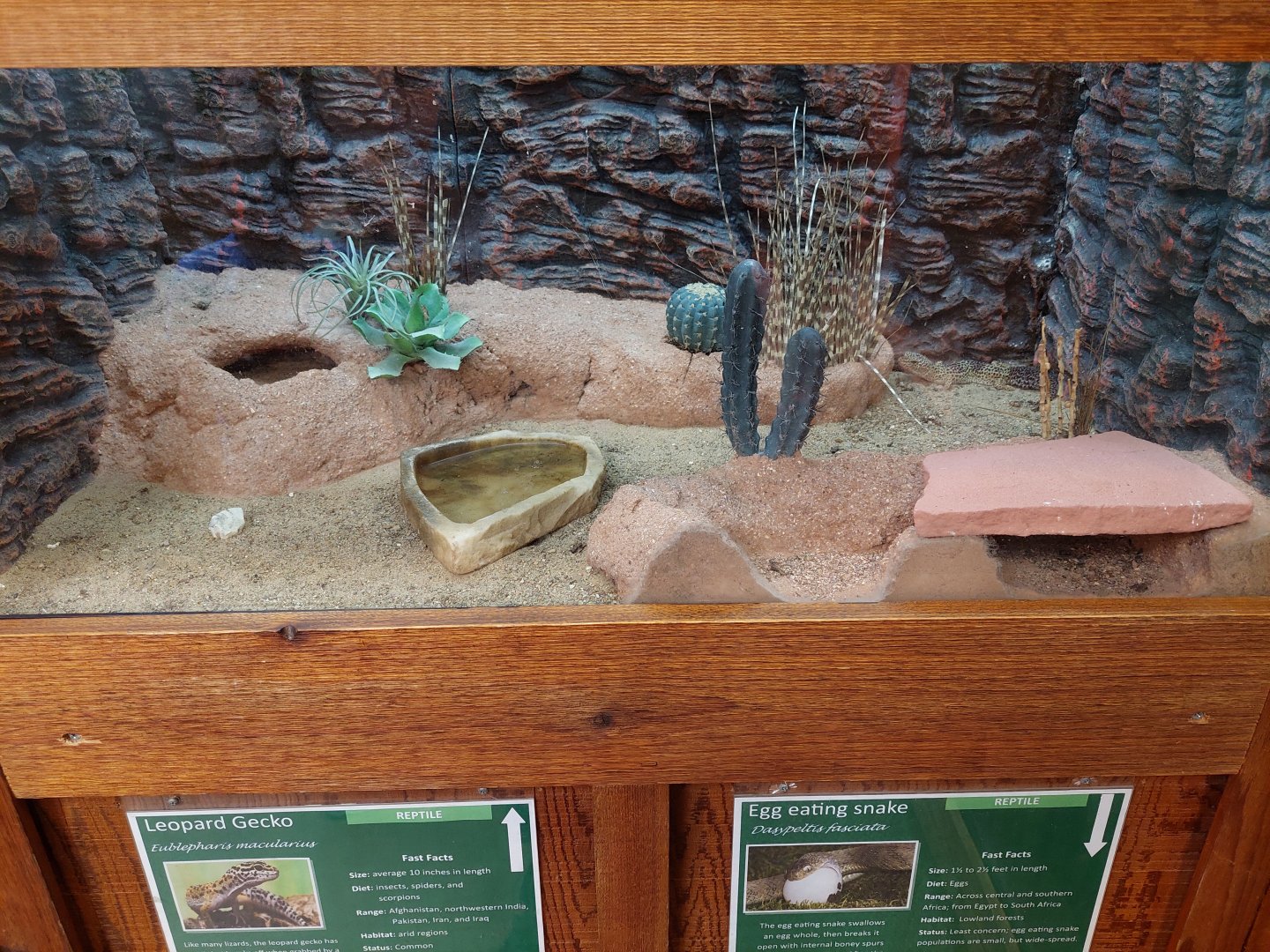 Leopard Gecko Enclosure