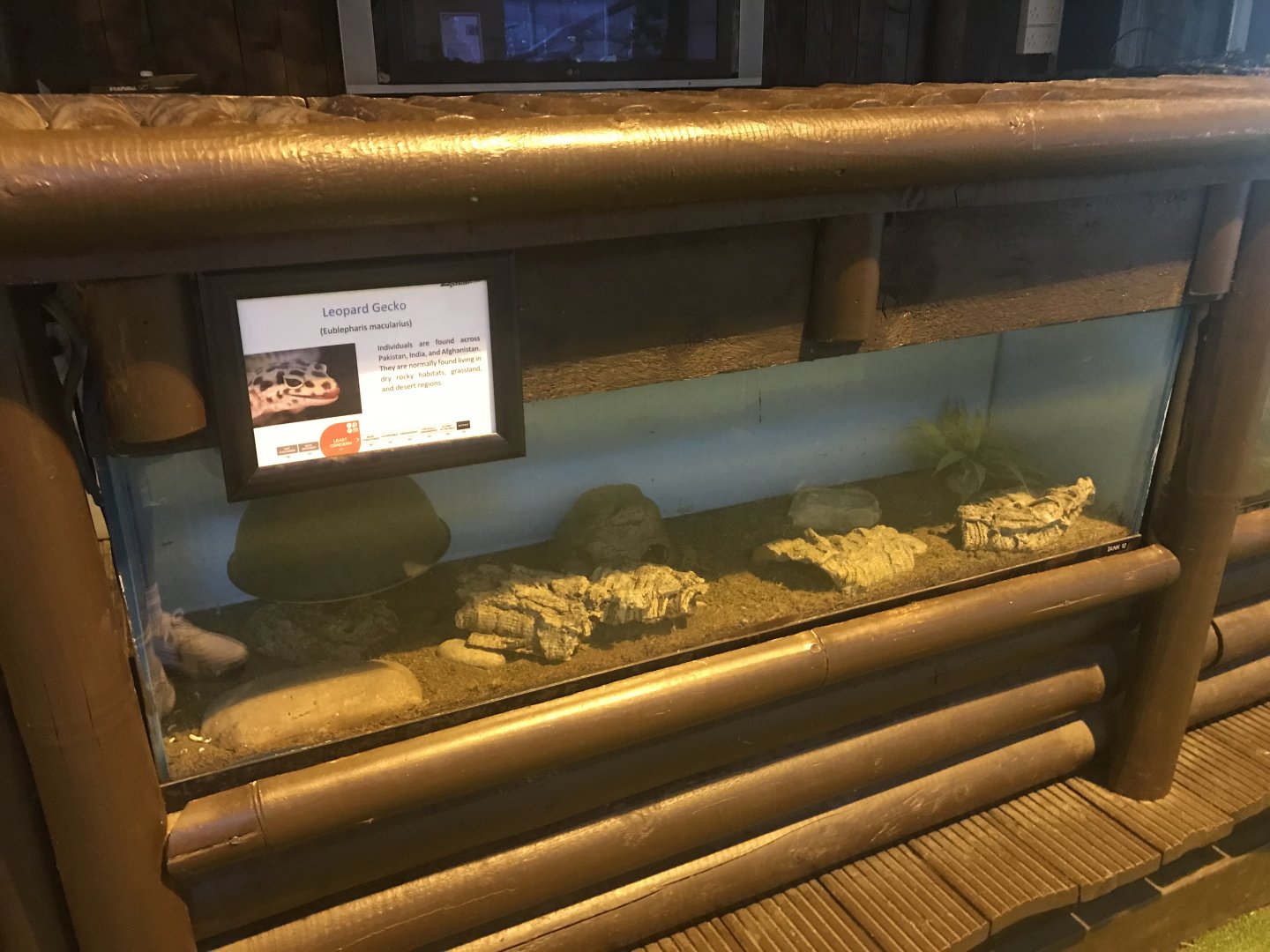 Leopard gecko enclosure