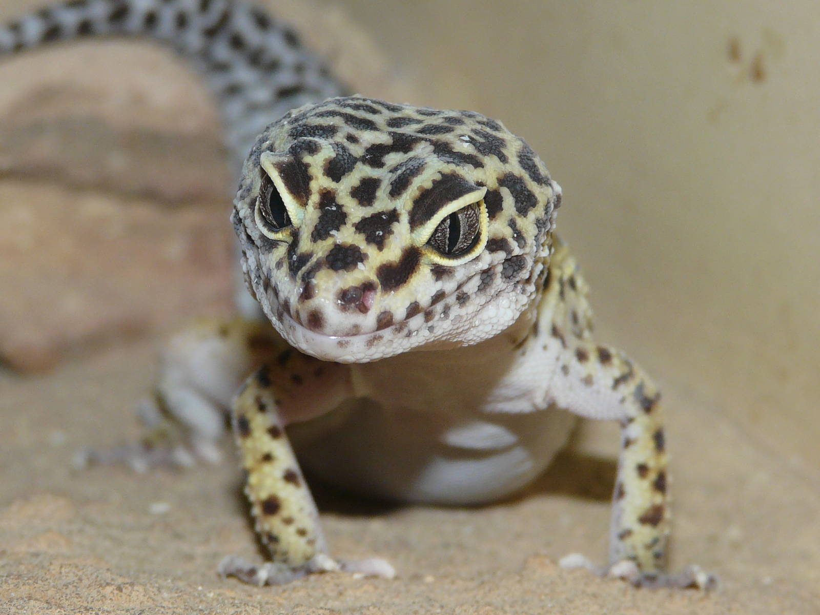 Leopard gecko/ Eublepharis macularius