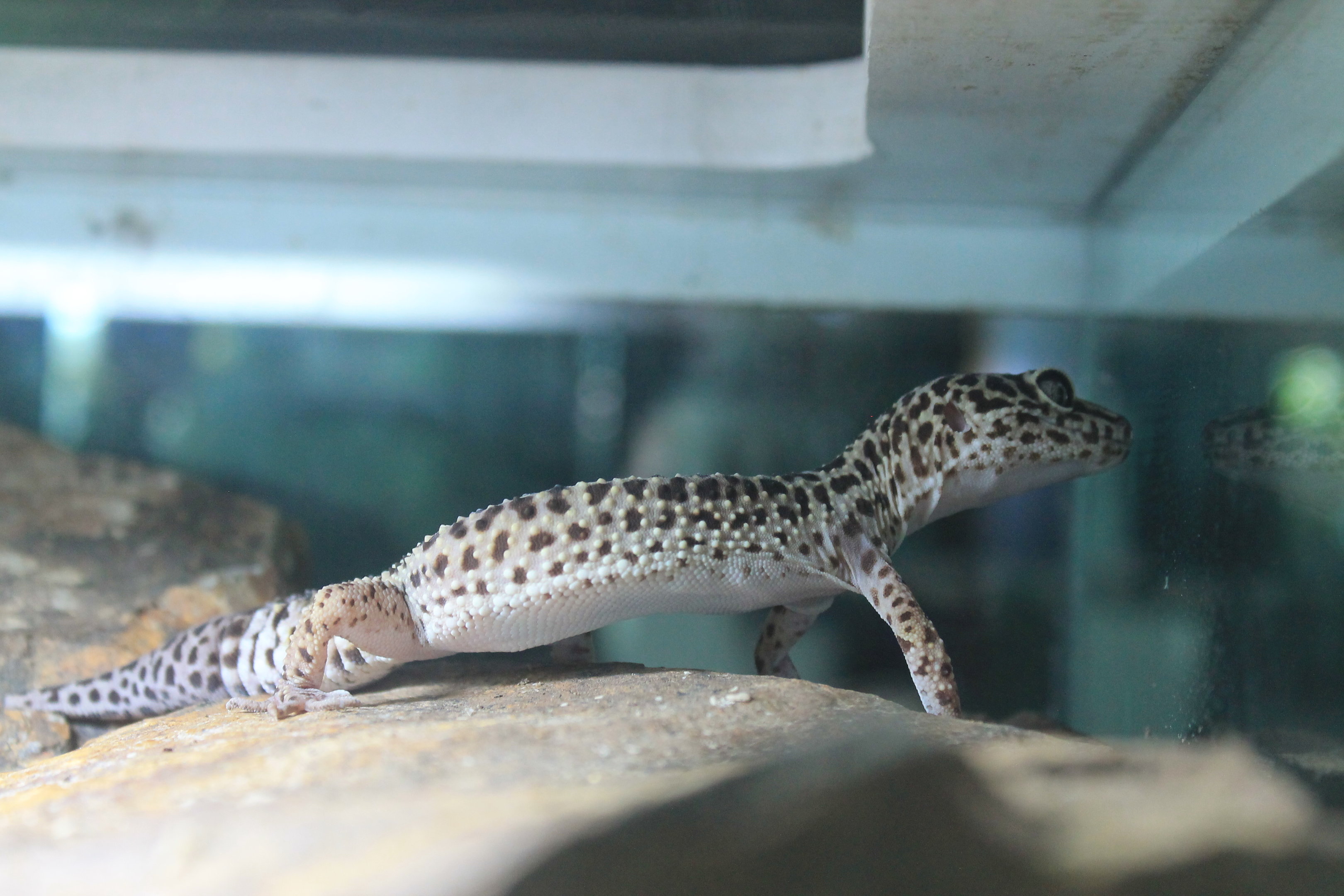 Leopard Gecko (Eublepharis macularius)