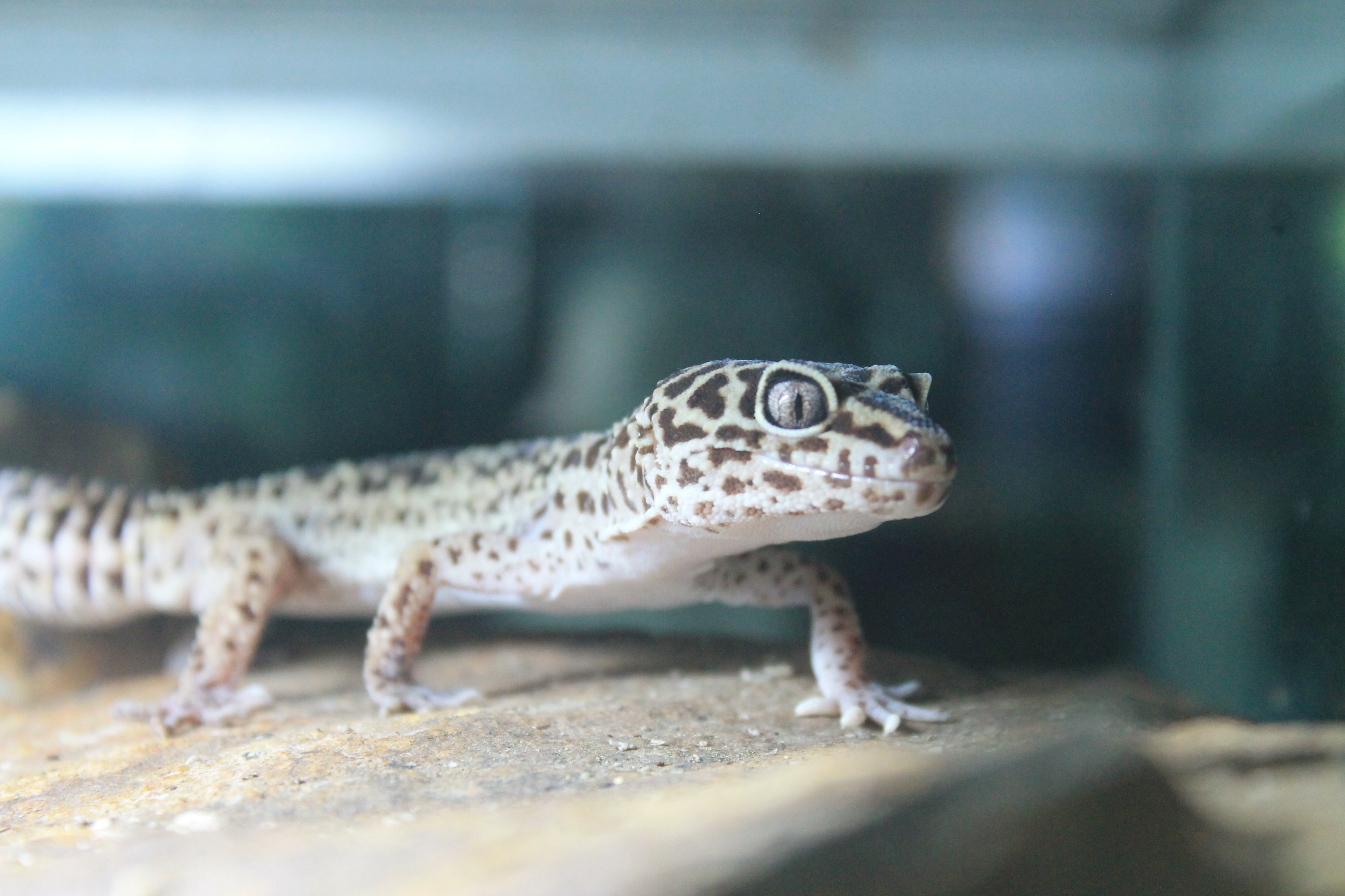 Leopard Gecko (Eublepharis macularius)