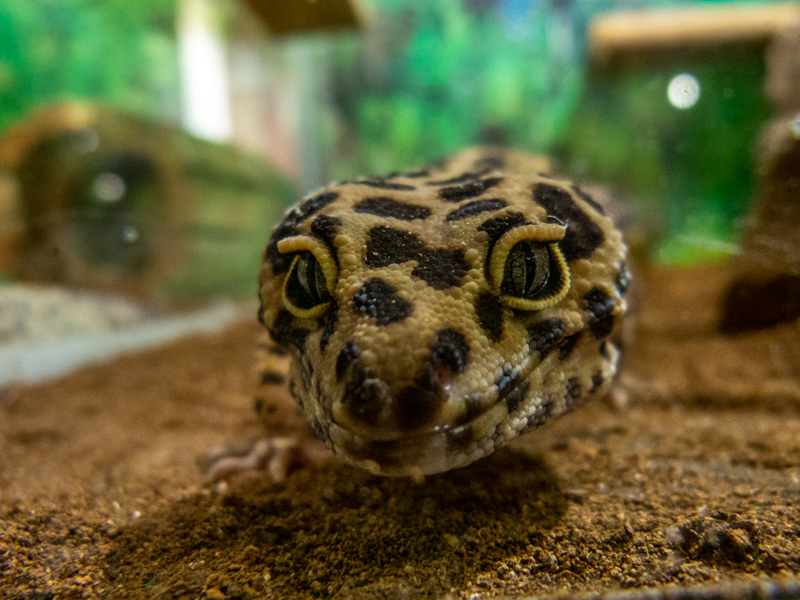 leopard gecko (Eublepharis macularius)