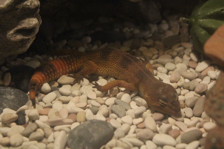 Leopard gecko (Eublepharis macularius)