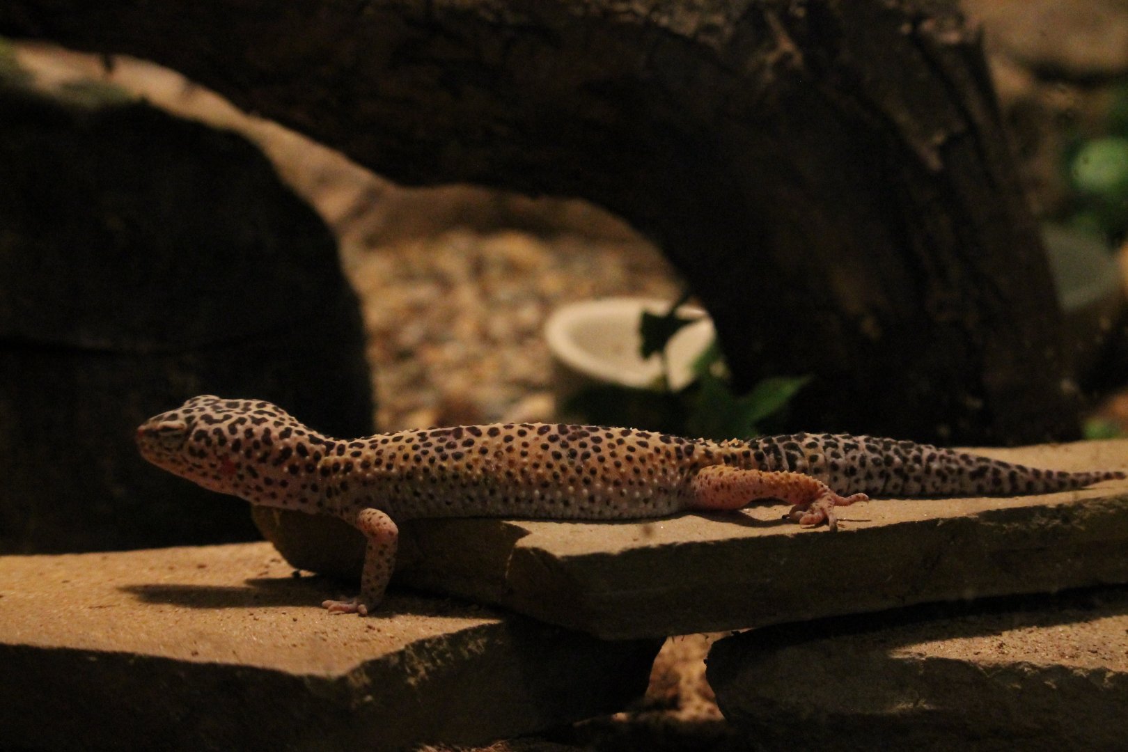 Leopard Gecko (Eublepharis macularius)