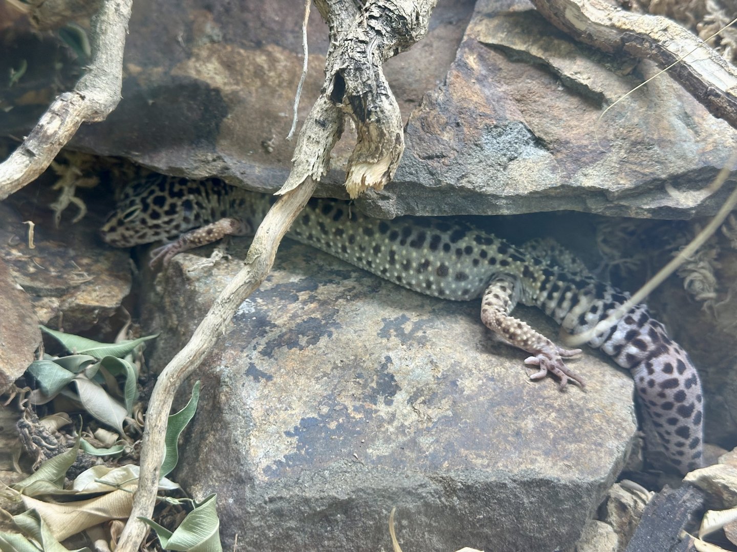 Leopard gecko (Eublepharis macularius)
