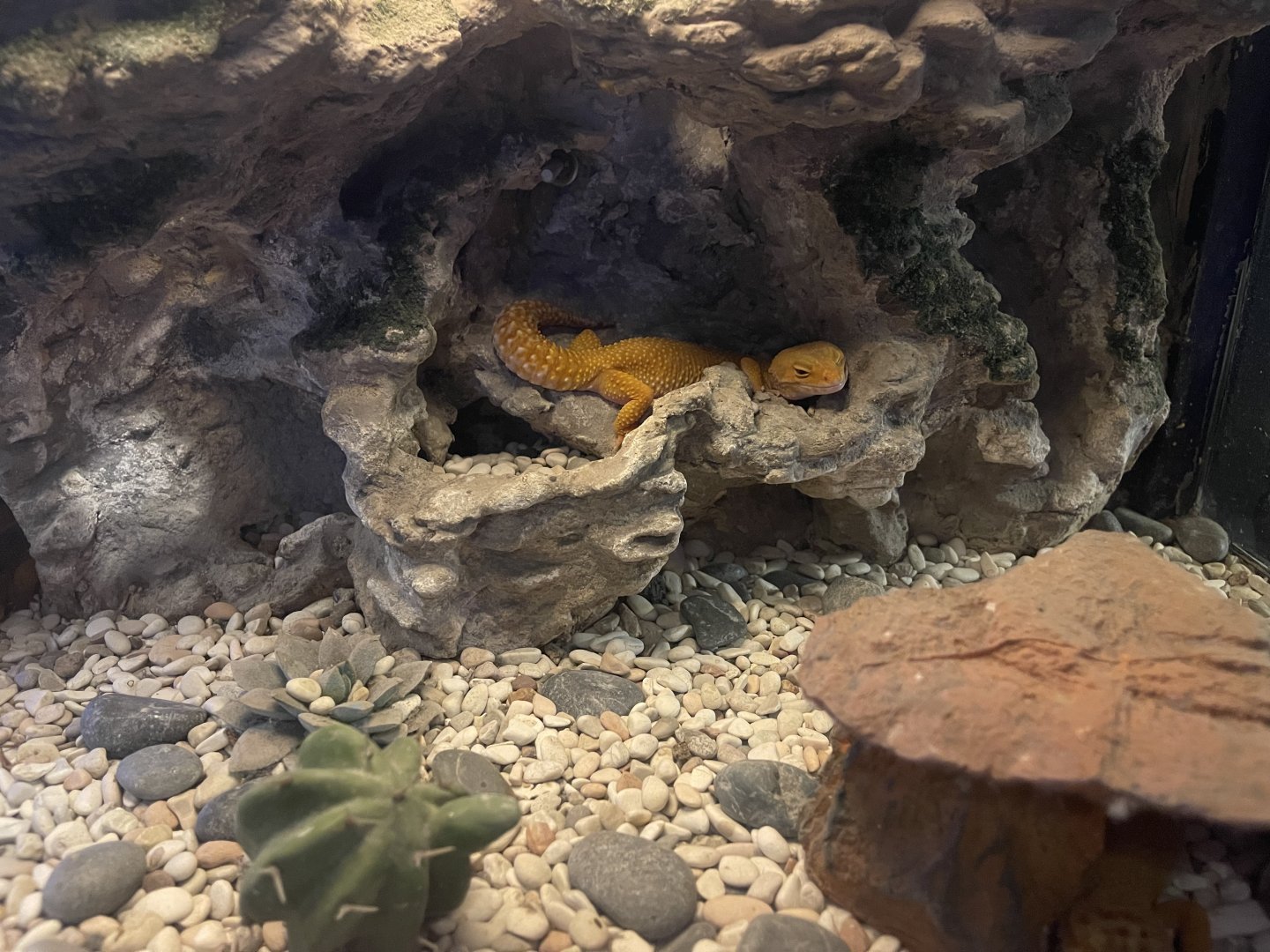 leopard gecko (eublepharis macularius)