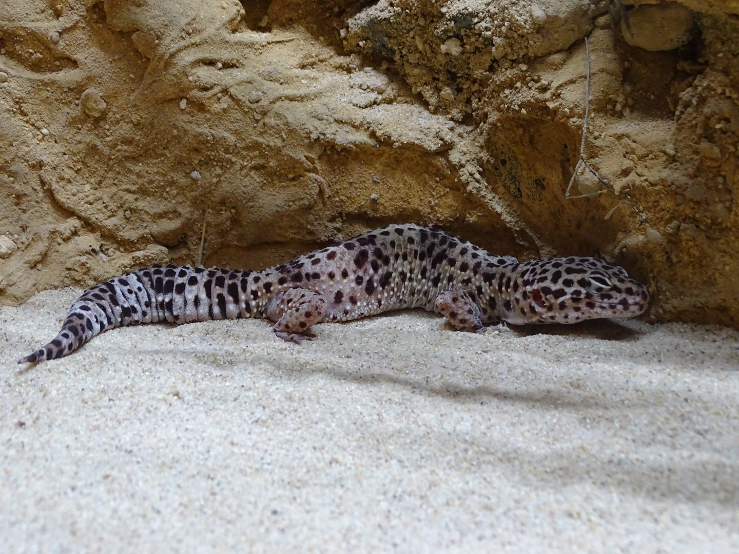 Leopard gecko (Eublepharis macularius)