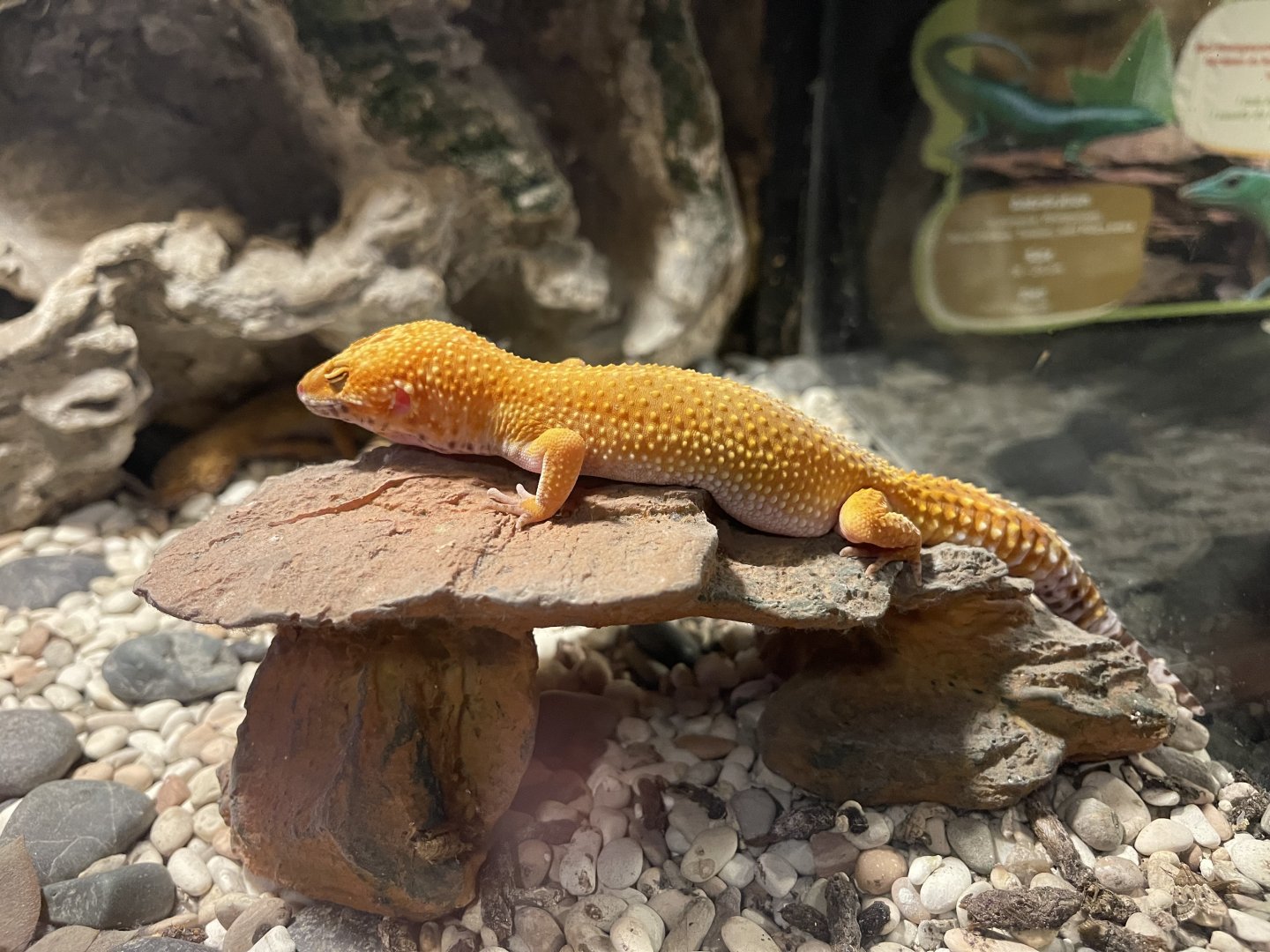 leopard gecko (eublepharis macularius)