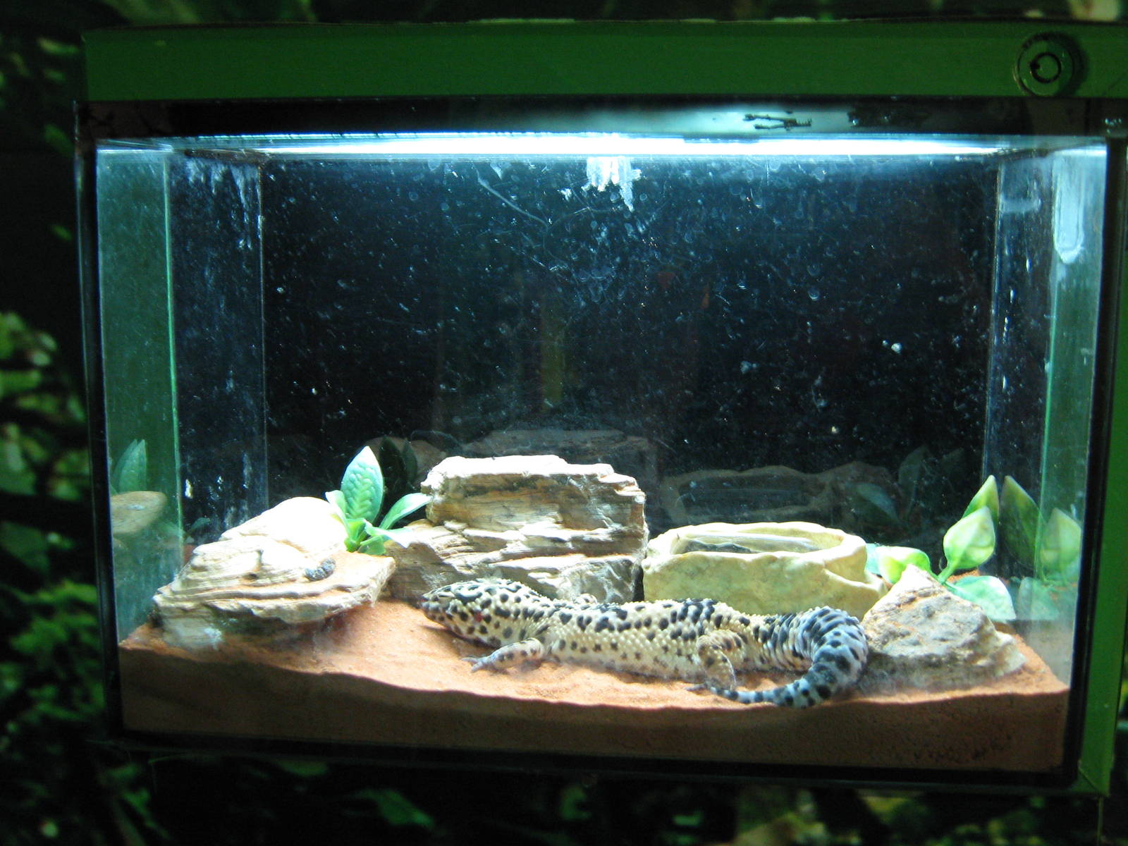 leopard gecko (Eublepharus macularius)