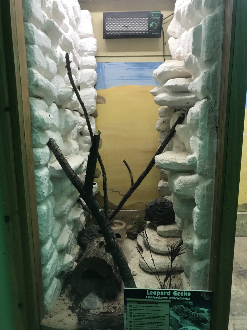 Leopard gecko exhibit 241118