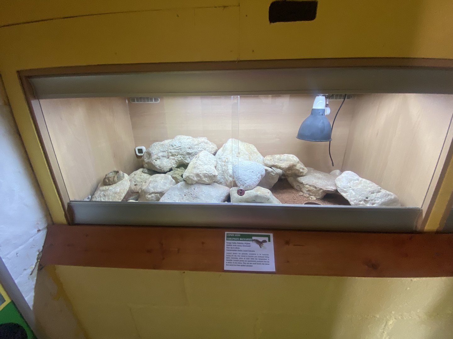Leopard gecko exhibit - IOW Reptilarium 150923