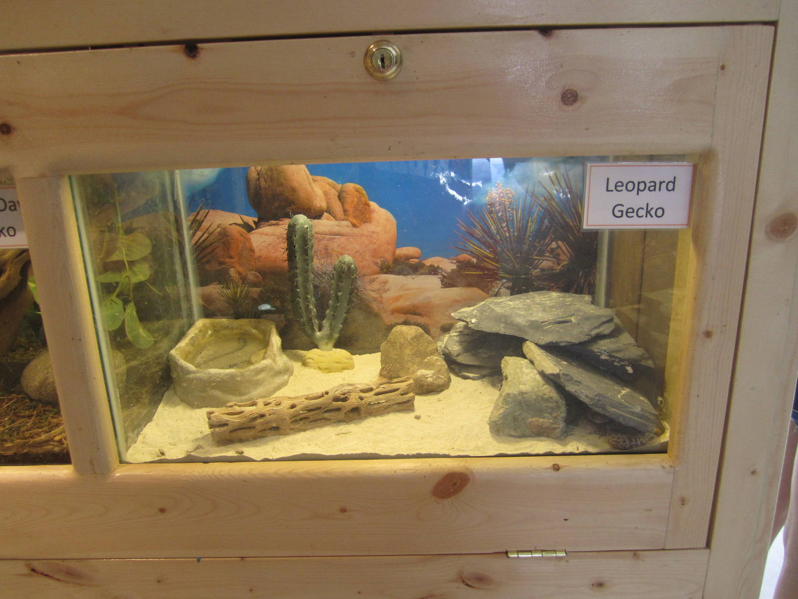 Leopard Gecko Exhibit