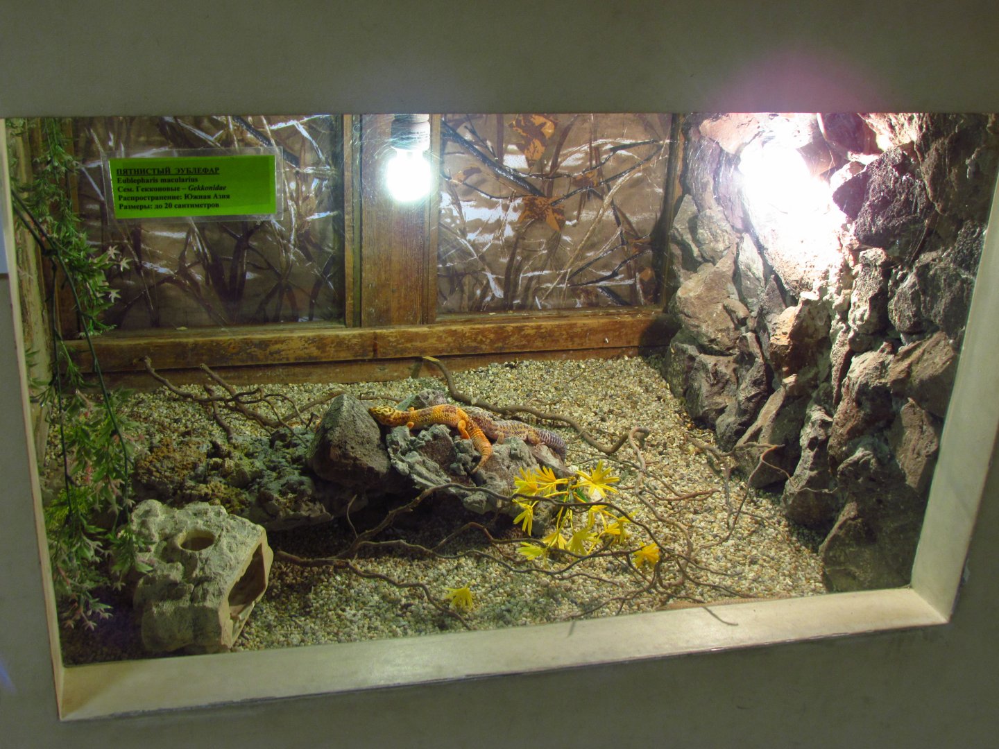 Leopard gecko exhibit