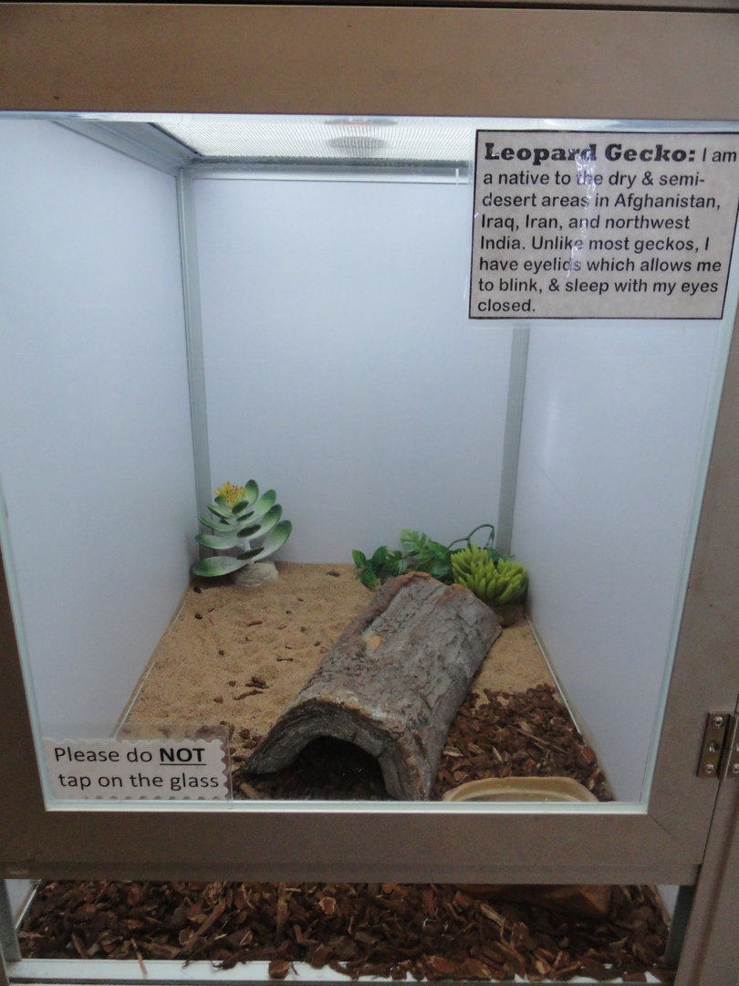 Leopard Gecko Exhibit