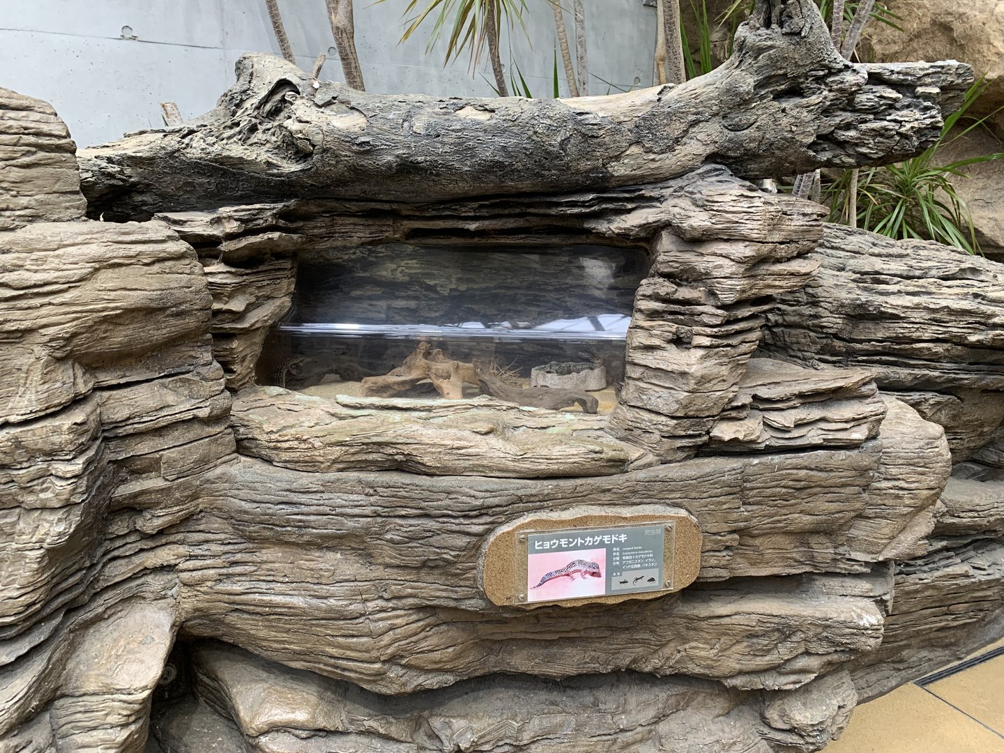 Leopard Gecko Exhibit