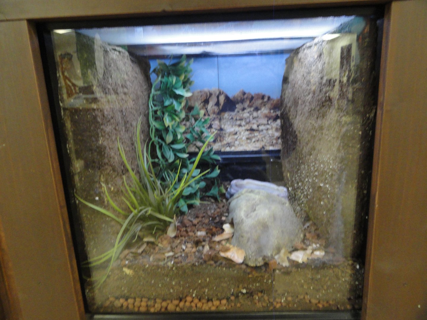 Leopard Gecko Exhibit