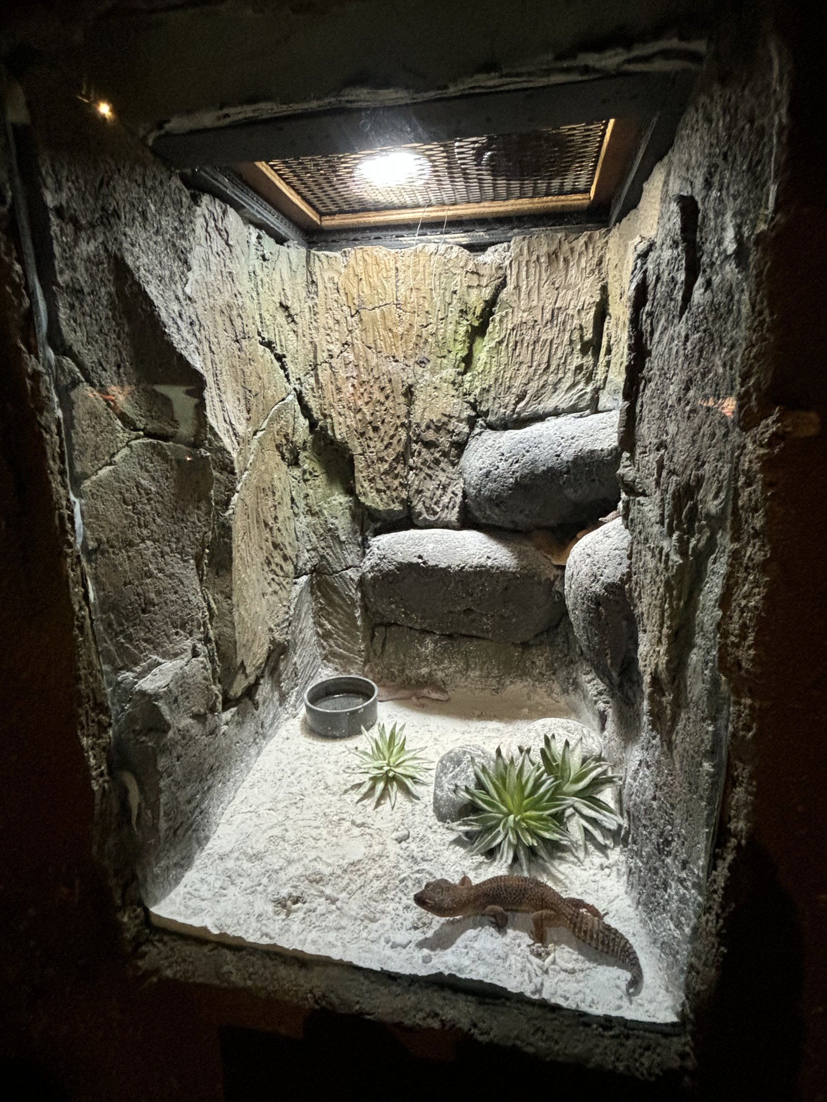 Leopard Gecko Exhibit