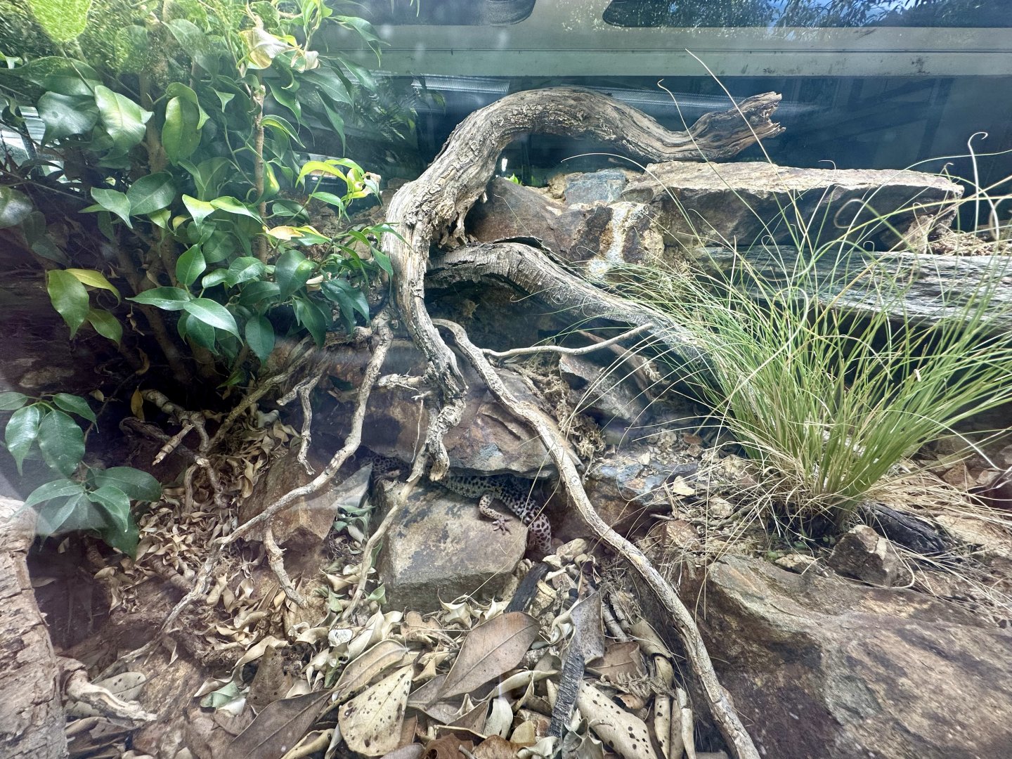 Leopard Gecko Exhibit