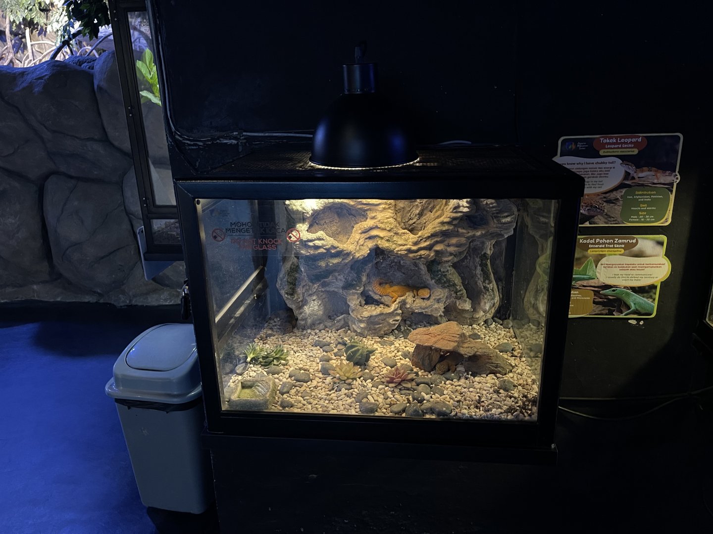 leopard gecko exhibit