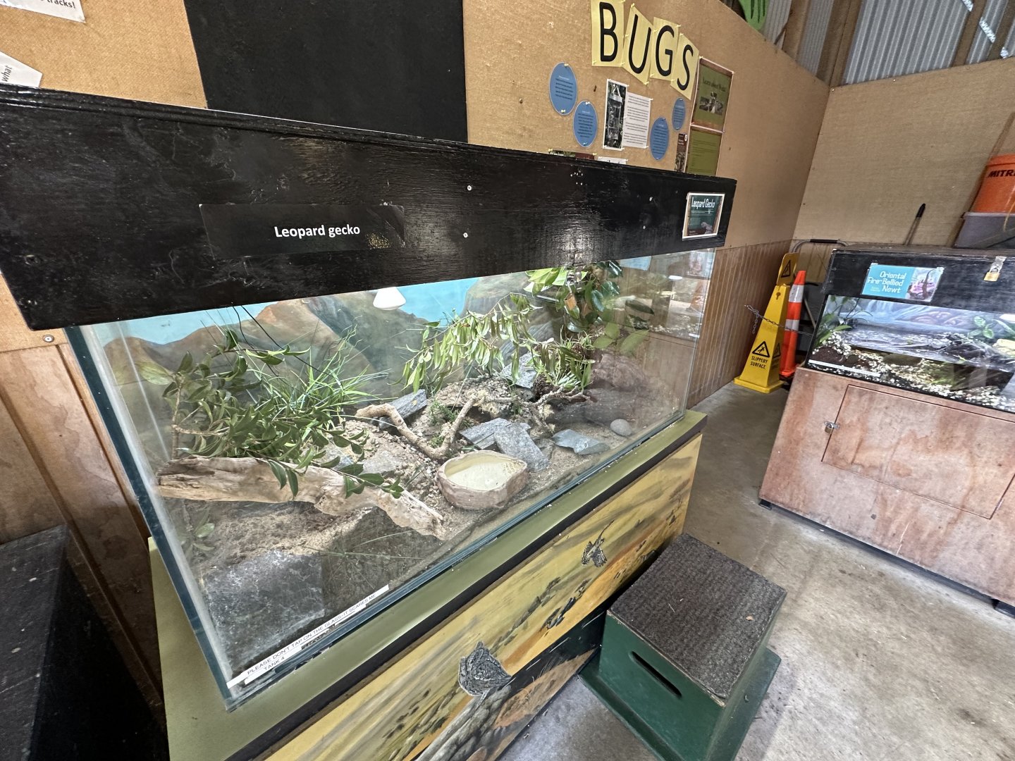 Leopard Gecko Exhibit