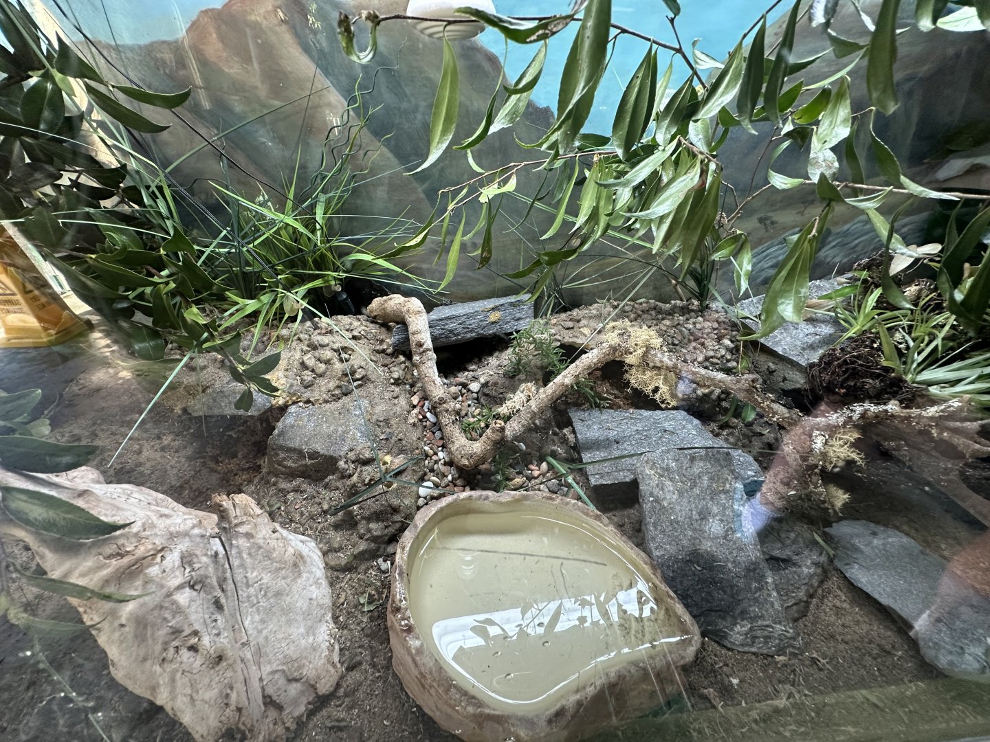 Leopard Gecko Exhibit