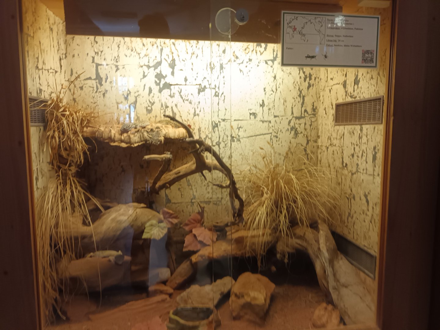 Leopard Gecko Habitat