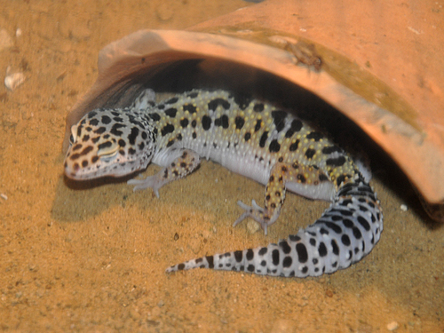 Leopard Gecko in Kishinev Zoo