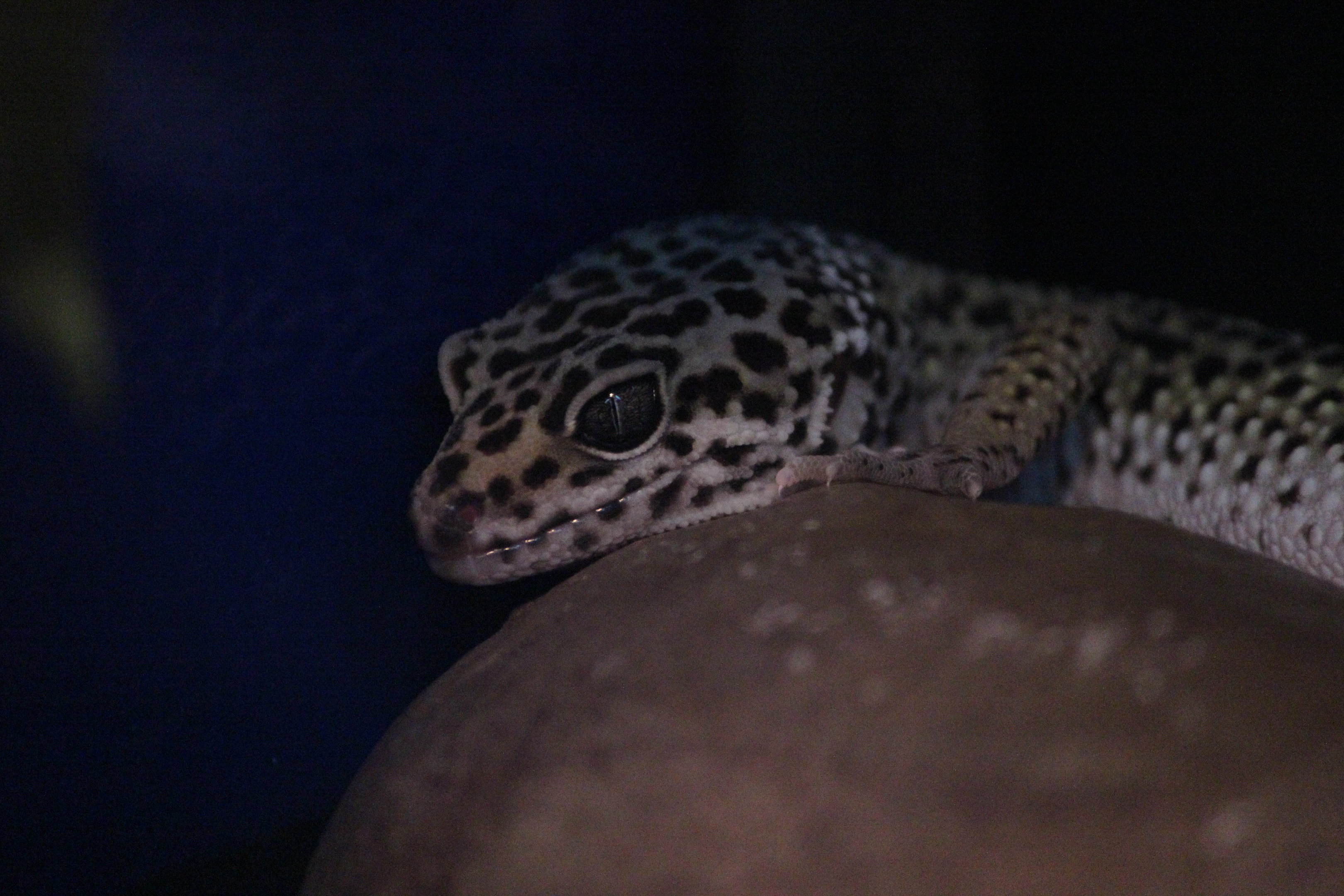 Leopard Gecko, Kapiti Kritters (Paraparaumu)