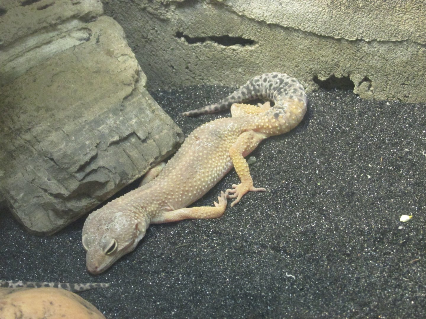 leopard gecko morph