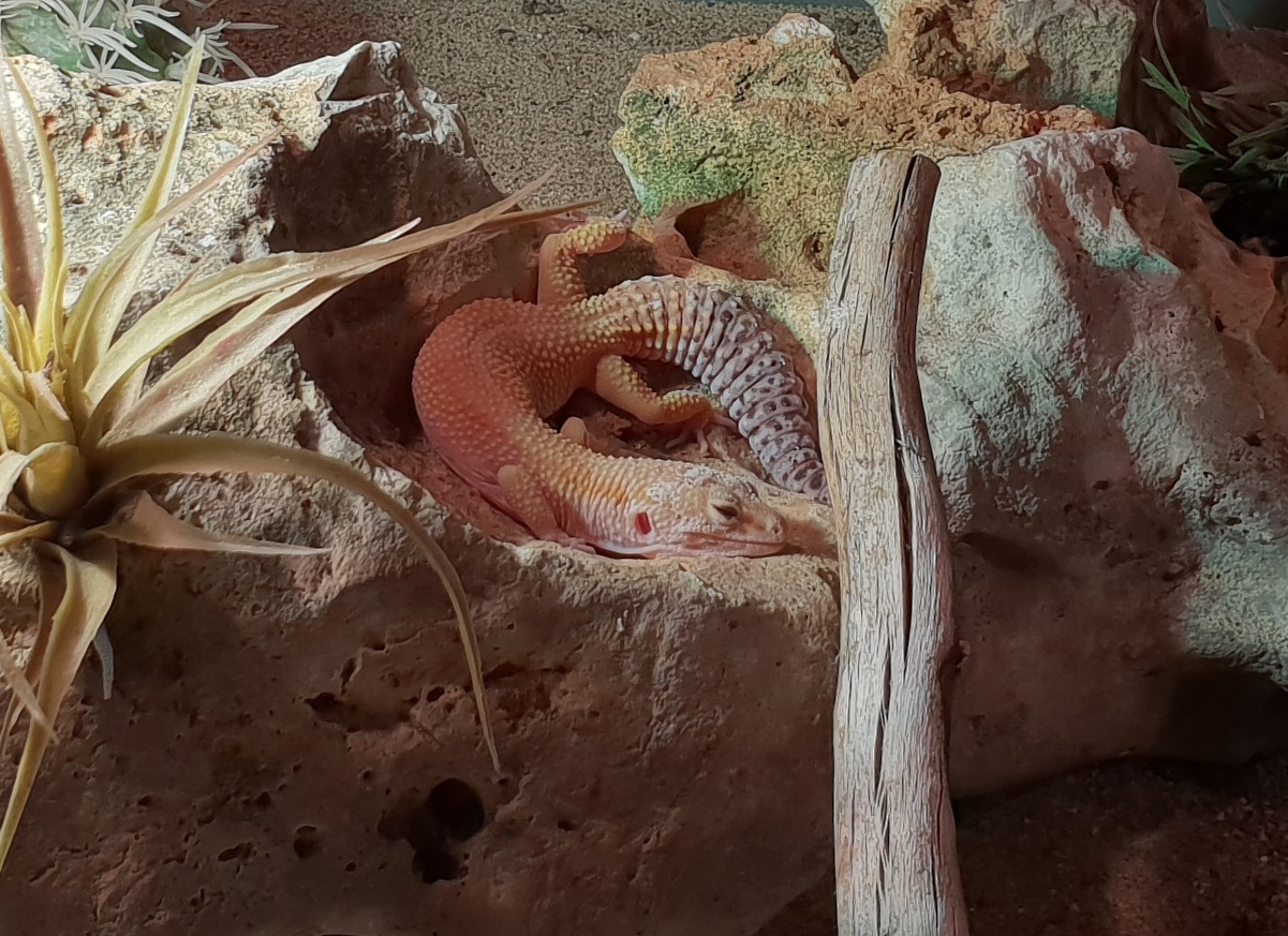 Leopard gecko - mutation