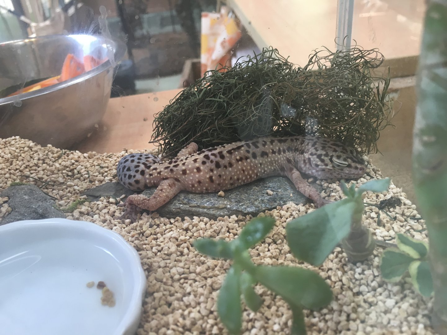 Leopard gecko- Nagasaki Bio Park