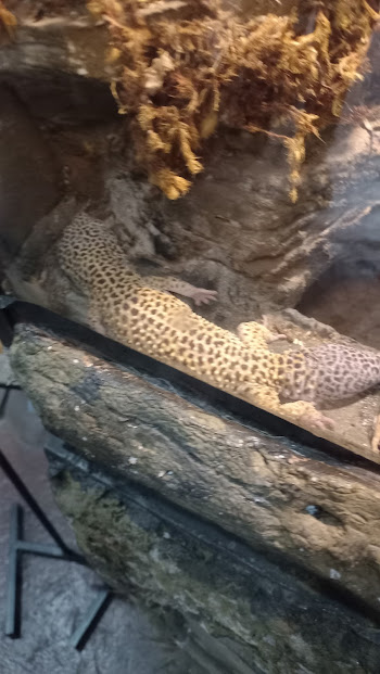leopard gecko - São Paulo aquarium