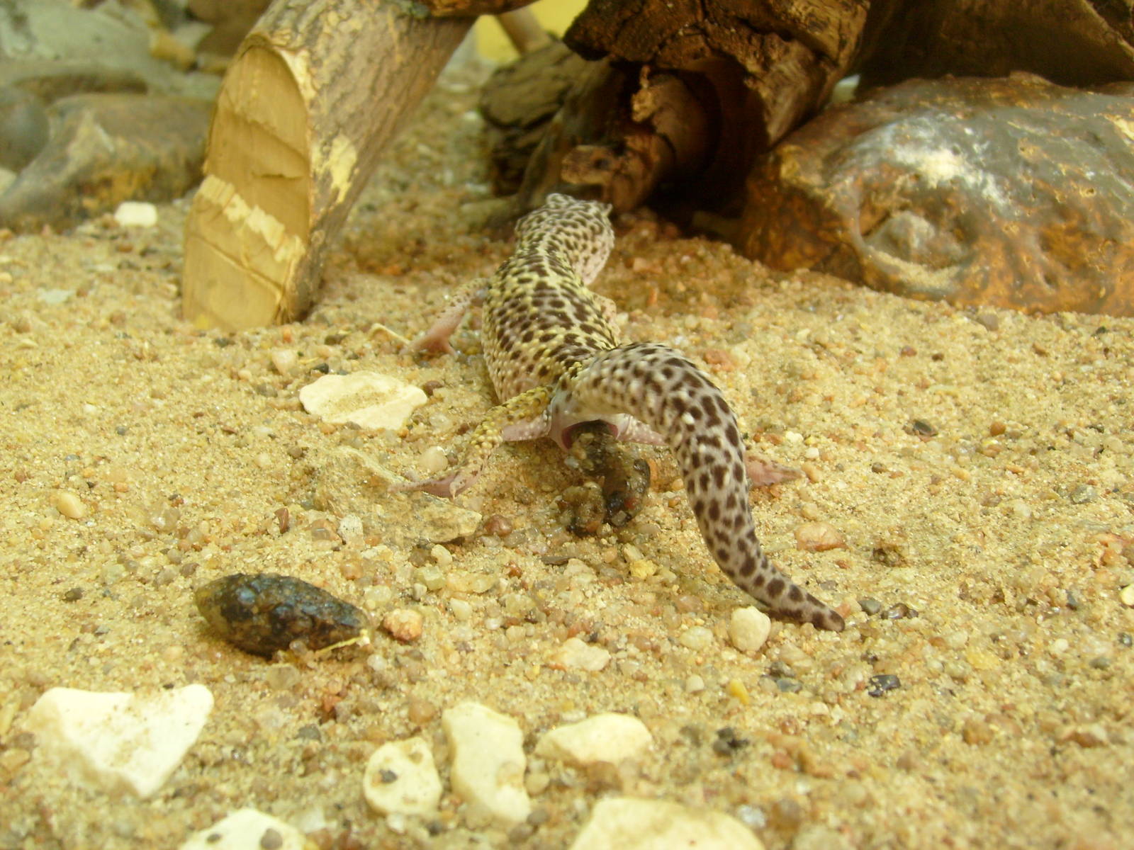Leopard gecko taking a DUMP!