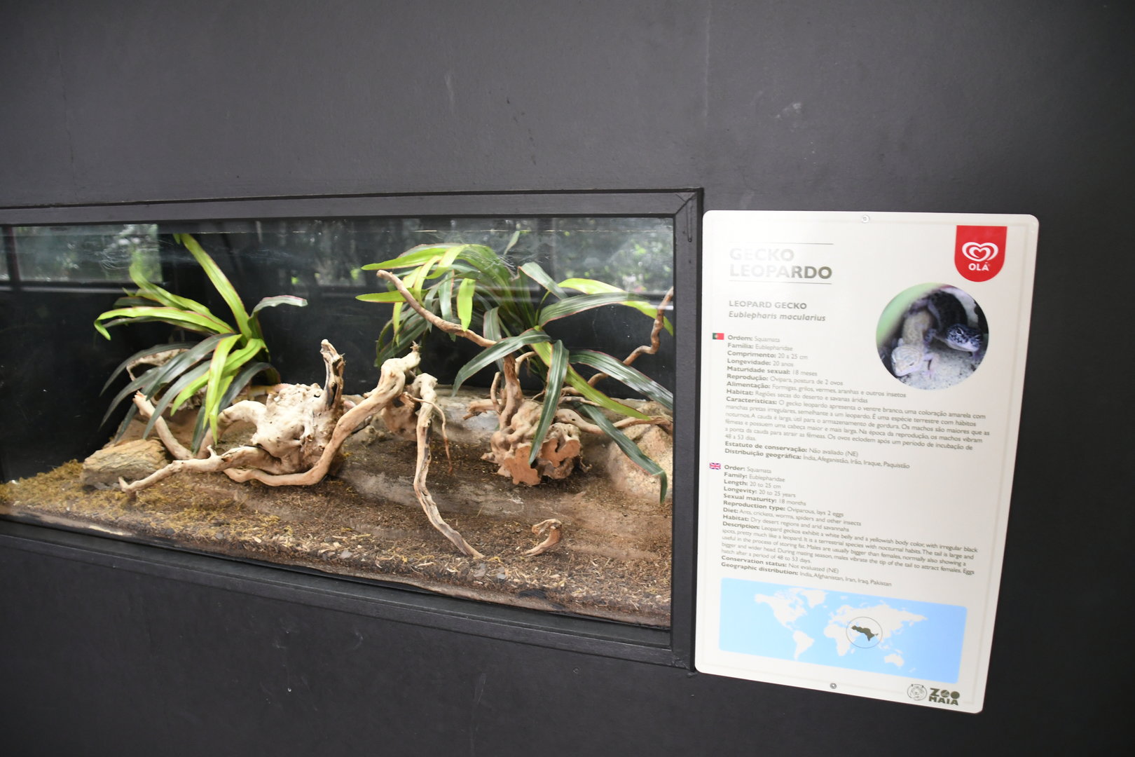 Leopard Gecko tank (Reptile House)