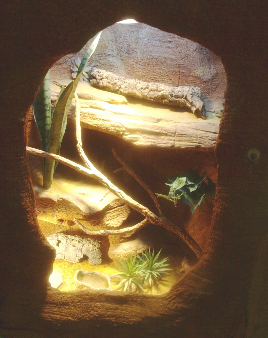 Leopard gecko terrarium, 2017-02-06