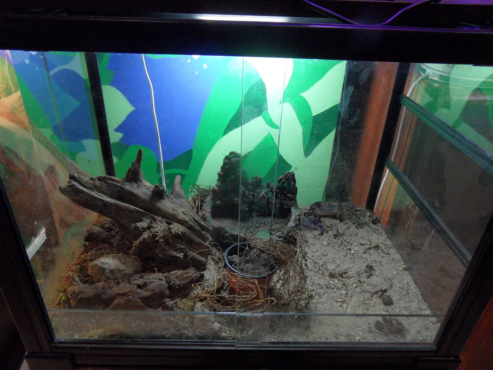 Leopard gecko terrarium