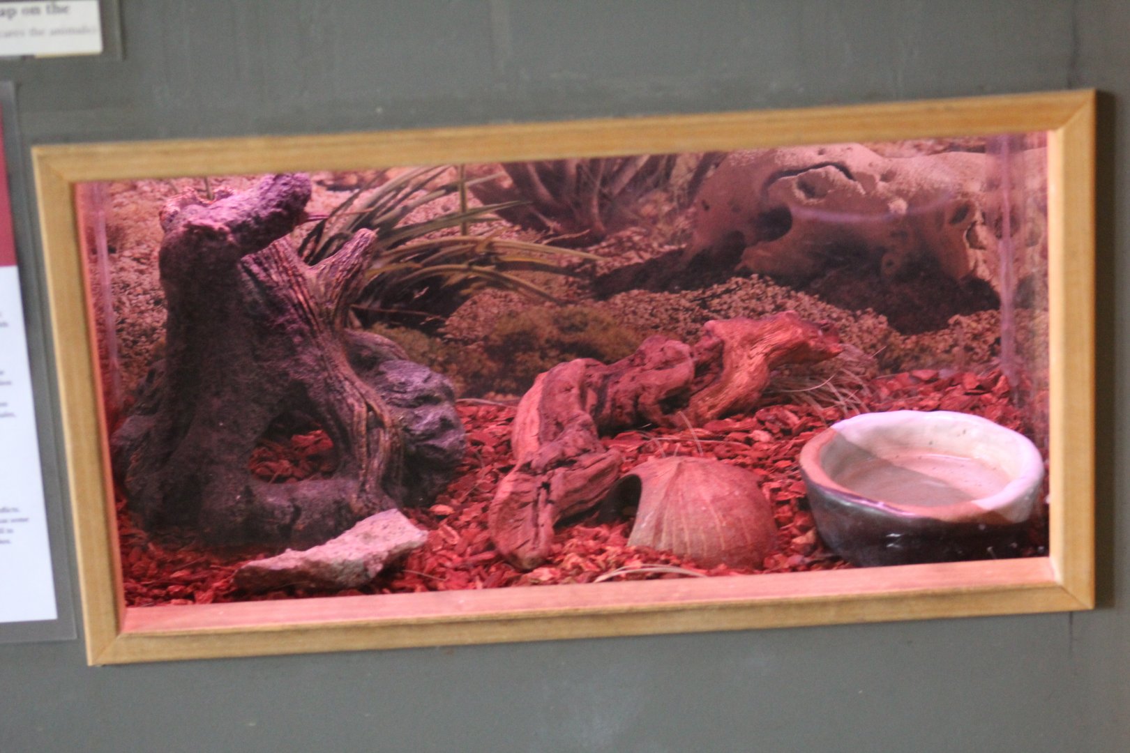 Leopard Gecko Terrarium