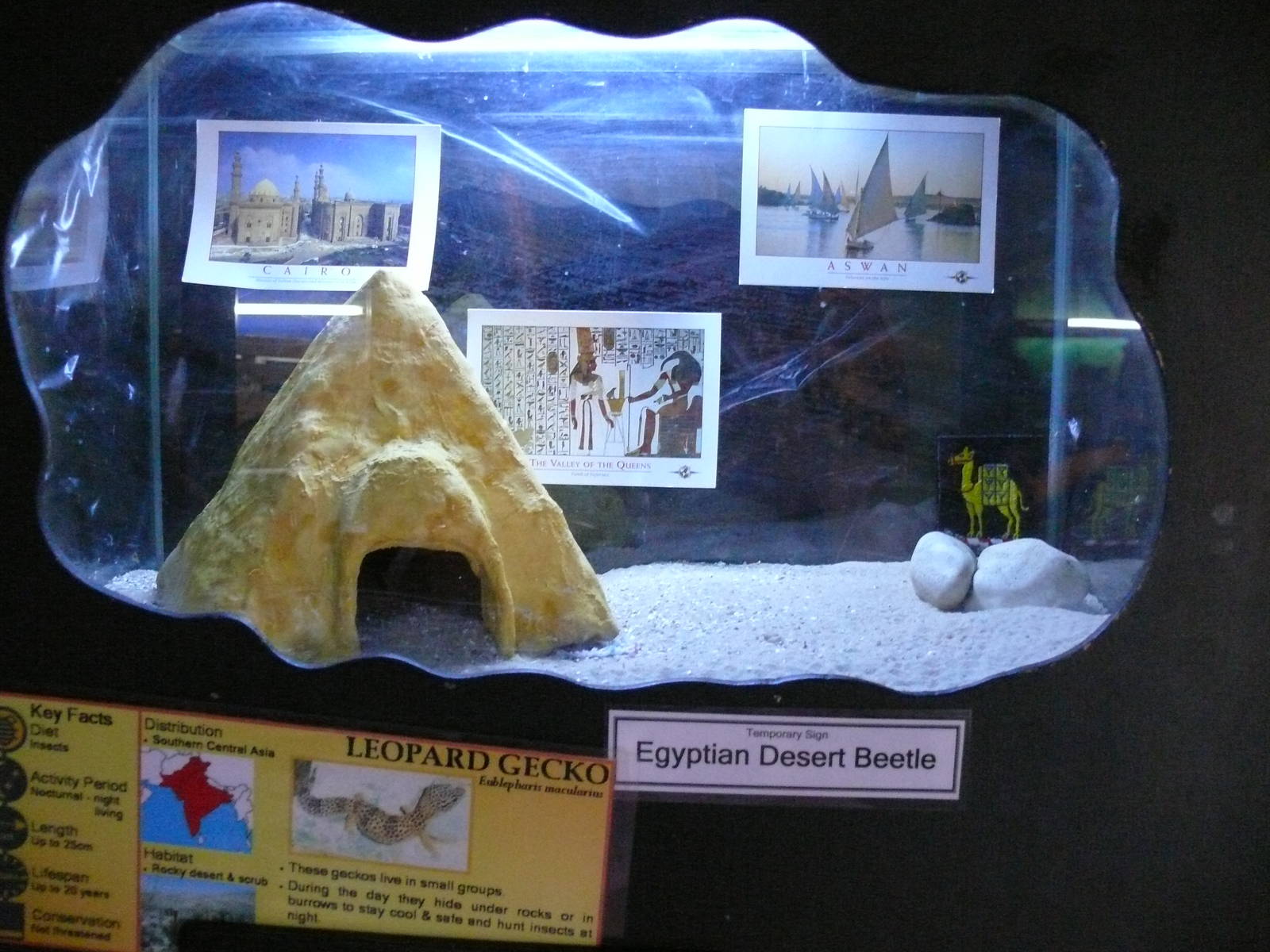 Leopard gecko vivarium