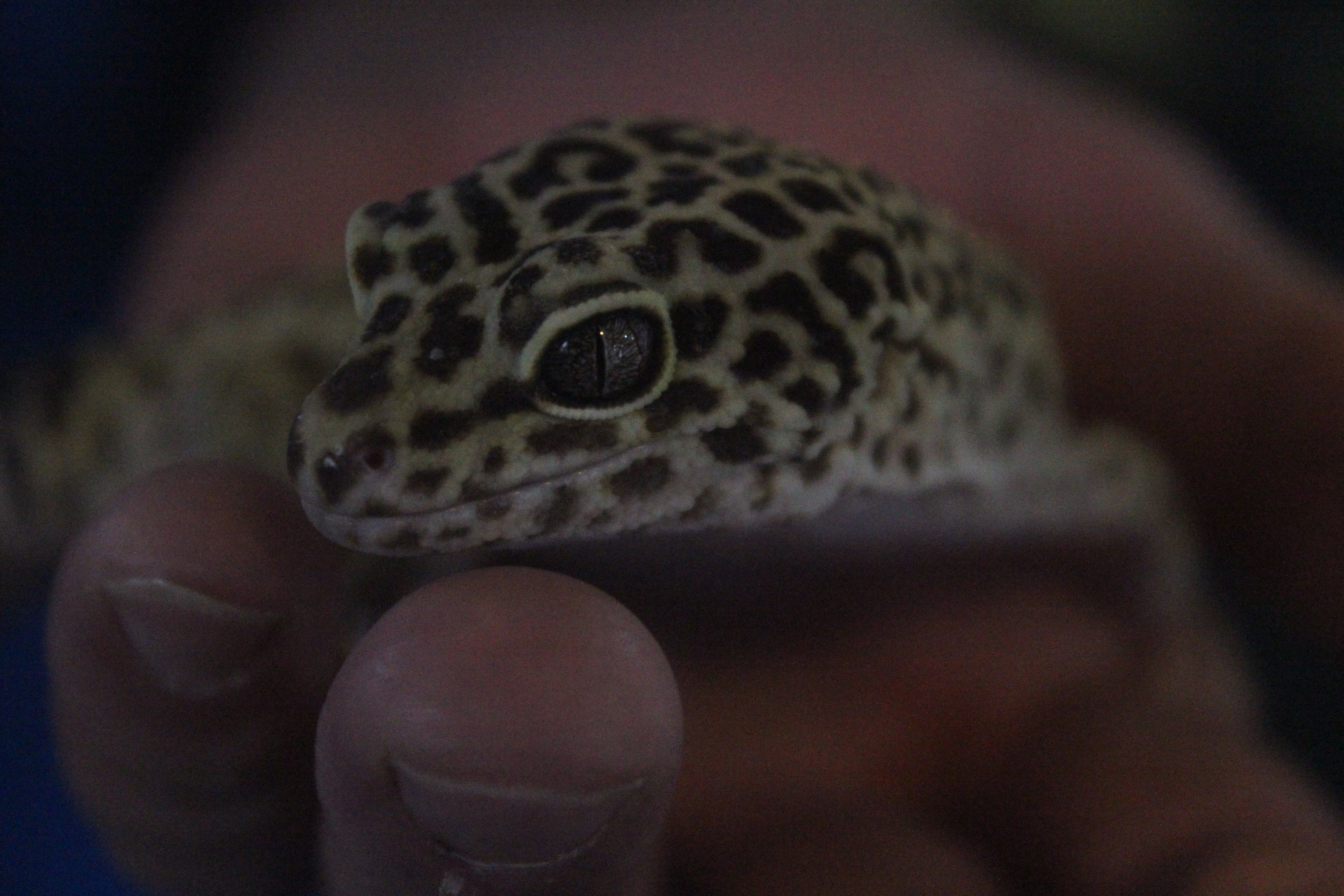 Leopard Gecko, Wildlife Foxton Trust